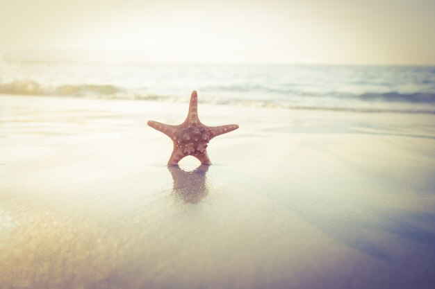 Starfish sulla sabbia