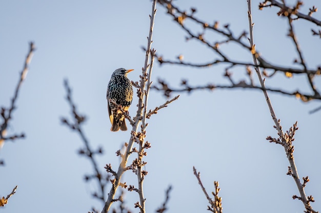 Starling comune seduto su un albero