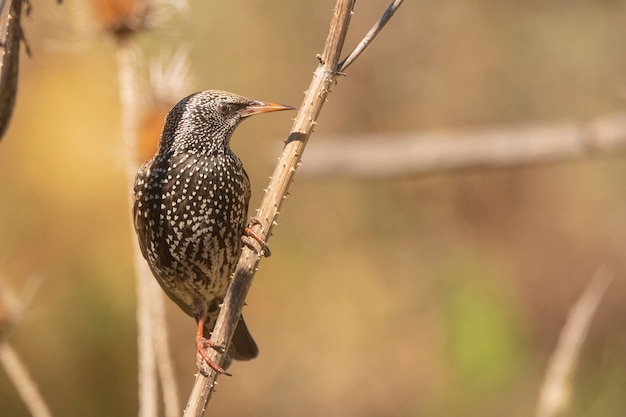 Starling comune Sturnus vulgaris Malaga Spagna