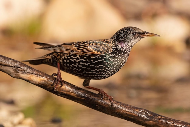 Starling comune Sturnus vulgaris Malaga Spagna