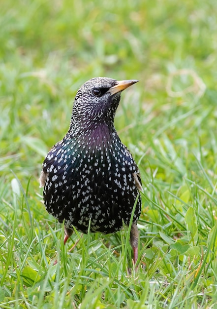 Starling comune Sturnus vulgaris Un uccello si erge su un prato nell'erba