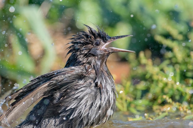 Starling immacolato (Sturnus unicolor) Malaga, Spagna