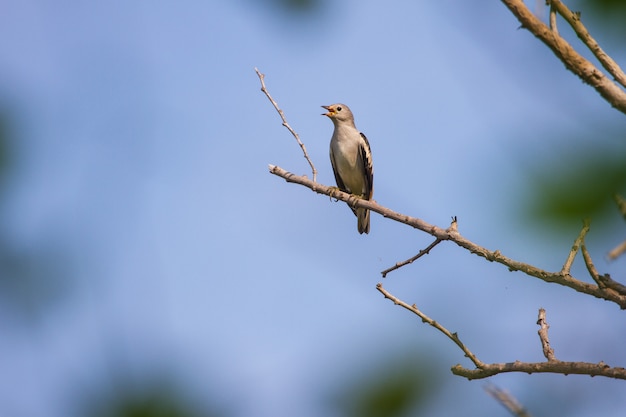 Starling sostenuto da porpora che si siede su un ramo in foresta