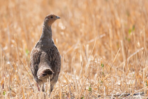 Starna Perdix perdix pernice in una bella luce