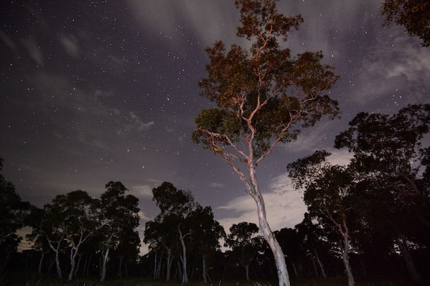 Startrails nella foresta