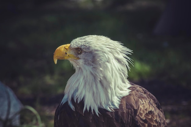 Stati Uniti d'America, Aquila calva americana (Haliaeetus leucocephalus)