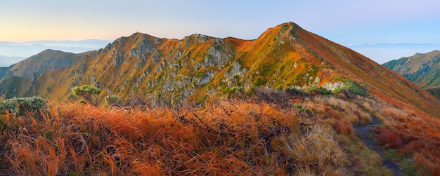 Stato di natura delicato in montagna. Bellissimo paesaggio all'alba. Carpazi, Ucraina, Europa