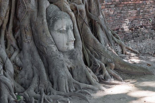 statua della testa di buddha in Thailandia