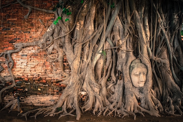 Statua della testa di Buddha intrappolata nelle radici dell'albero della Bodhi