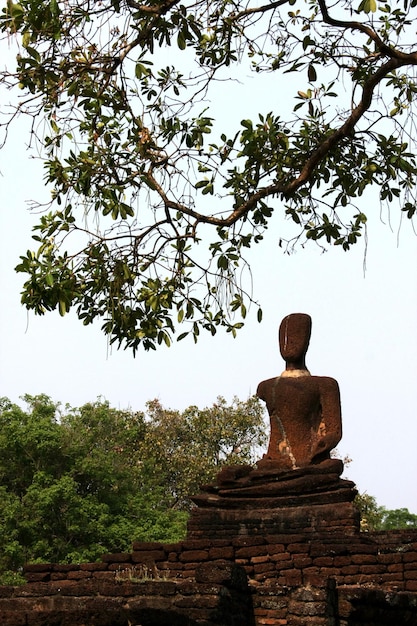 Statua di Buddha sotto l'albero