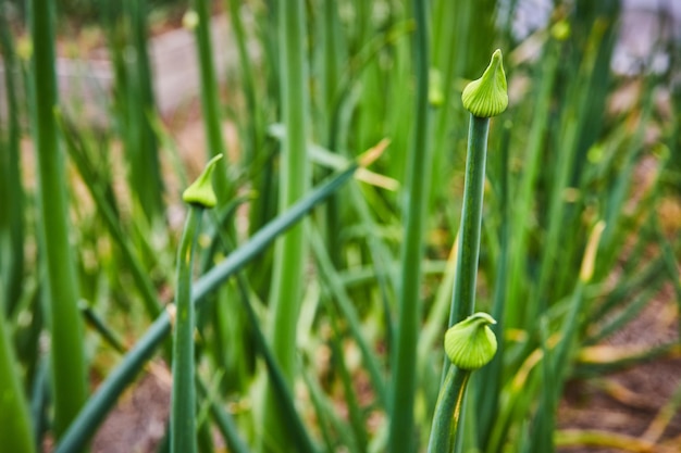 Steli alti con fiori in boccio pronti a sbocciare in primavera