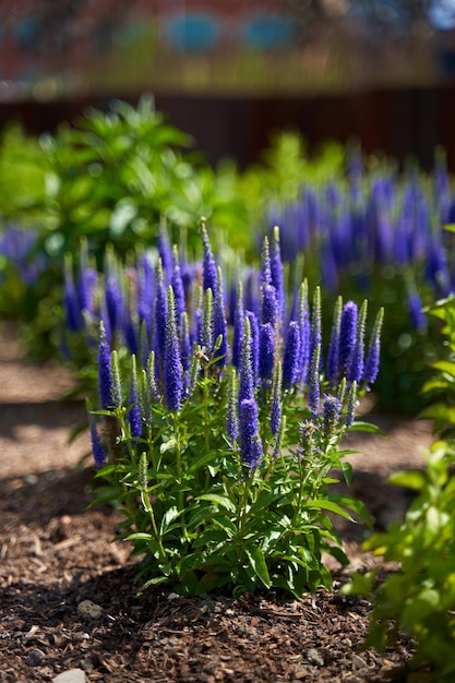 Steli con bellissimi fiori viola crescono in un'aiuola nel parco