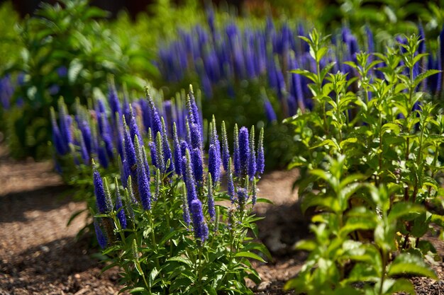 Steli con bellissimi fiori viola crescono in un'aiuola nel parco