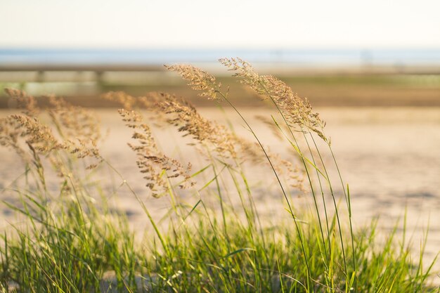 Steli di canne di erba secca da spiaggia che soffiano nel vento al lago sfocato di luce dorata del tramonto sullo sfondo