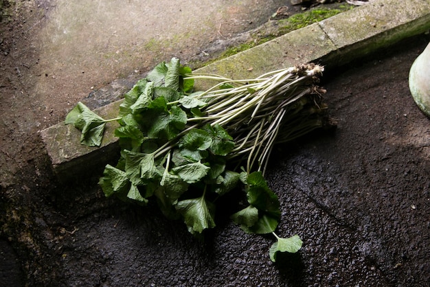 Steli di piante di wasabi Radice di wasabi biologica e fresca in una fattoria della prefettura di Shizuoka nella penisola di Izu