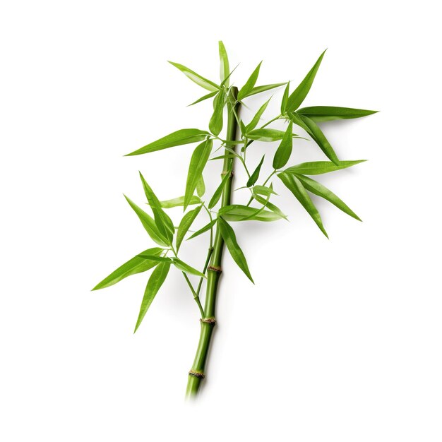 Steli e foglie di bambù maturo su uno sfondo chiaro