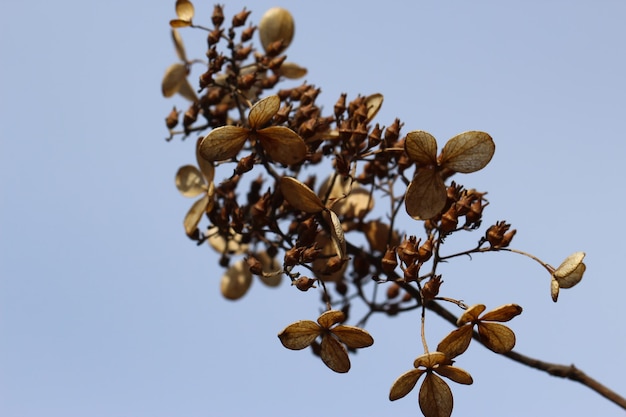 steli e foglie secchi di Hydrangea petiolaris con fuoco selettivo contro il cielo