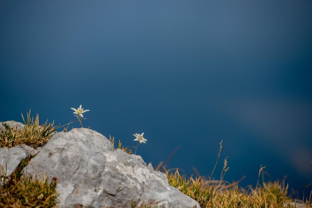 Stella alpina che fiorisce in alta montagna