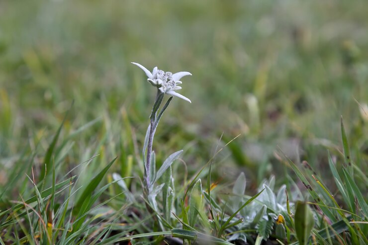 Stella alpina nell'erba