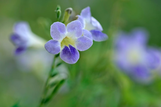 Stella come un fiore blu viola con sfocatura dello sfondo verde