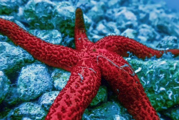 Stella di mare rossa sul fondo del mare (Echinaster sepositus) Fauna subacquea