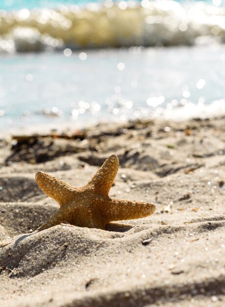 Stella di mare sulla sabbia dell'oceano in una calda giornata estiva. Sfondo estivo