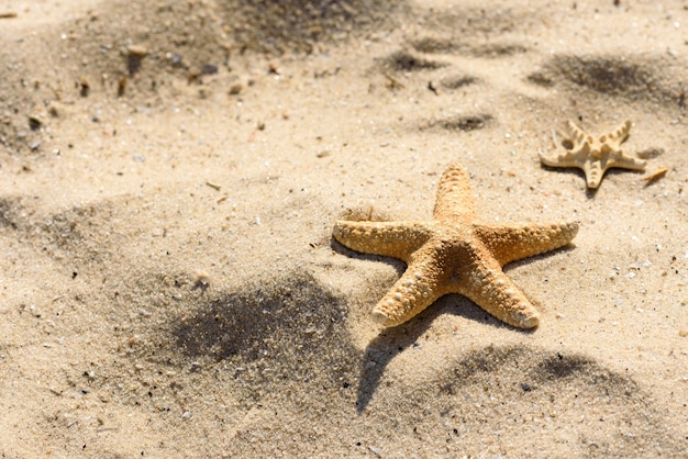 Stella di mare sulla sabbia dell'oceano in una calda giornata estiva. Sfondo estivo