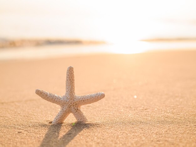 Stella di mare sulla spiaggia con sfondo marino