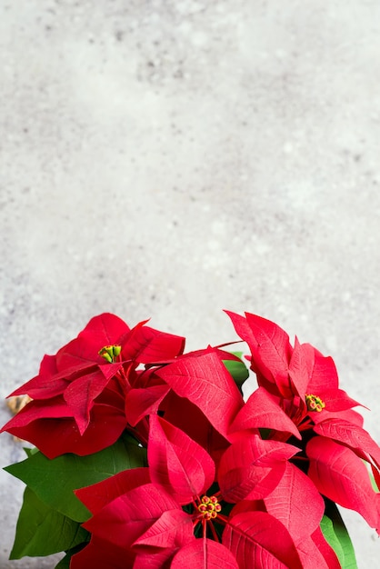 Stella di Natale del fiore di Natale su luce. Foto tonica naturale