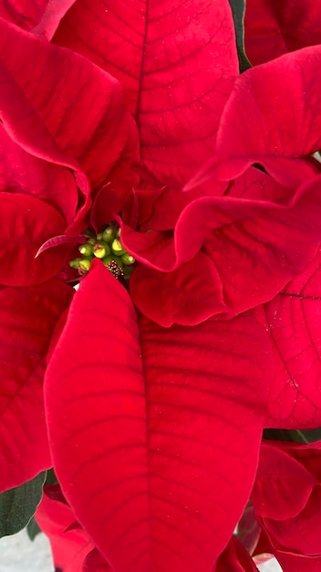 Stella di Natale in fiore tipica della decorazione natalizia. Tipico fiore rosso natalizio