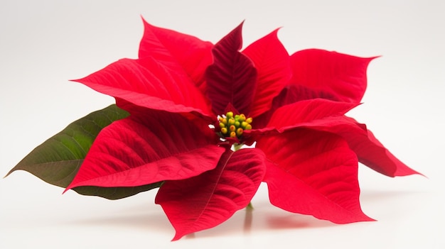 Stella di Natale rossa con gambo verde e foglie rosse