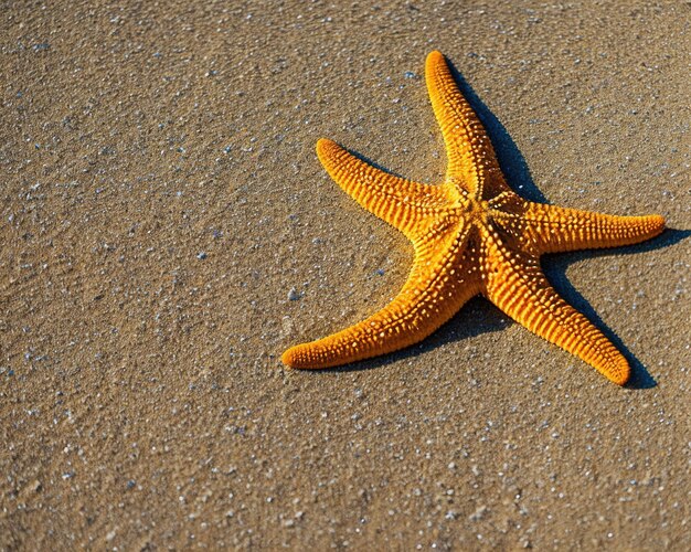 stella marina sulla spiaggia