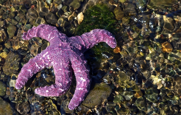 Stella marina viola a terra catturata durante il giorno