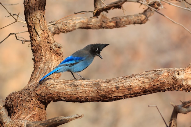 Stellar's Jay in Oak Tree