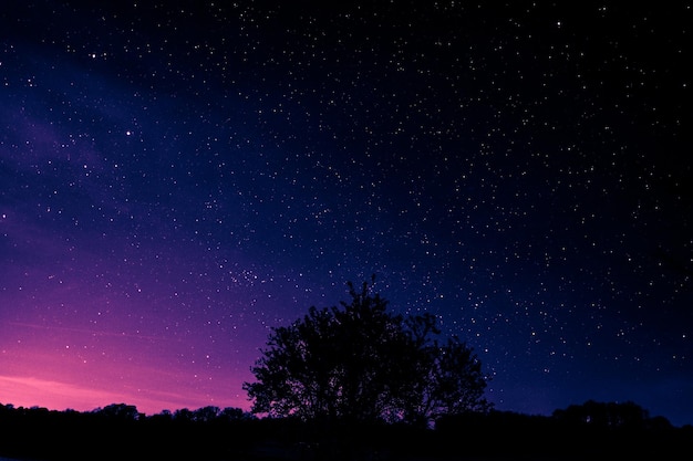 stelle del cielo notturno in natura