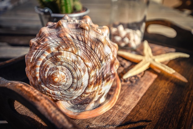 Stelle di mare e conchiglie in un vassoio marrone fatto a mano su un tavolo di legno molte piccole conchiglia in una bottiglia