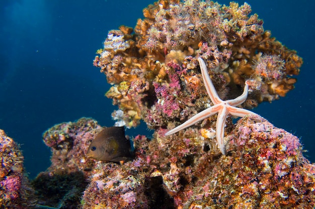 Stelle di mare in un paesaggio subacqueo variopinto della barriera corallina