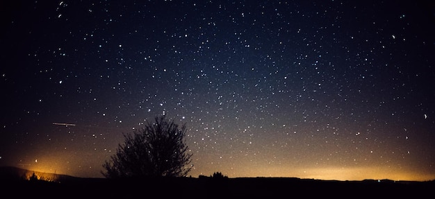 stelle e albero