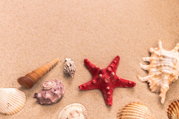 stelle marine e bellissime conchiglie sullo sfondo di sabbia per il testo di lettere pubblicitarie di viaggio