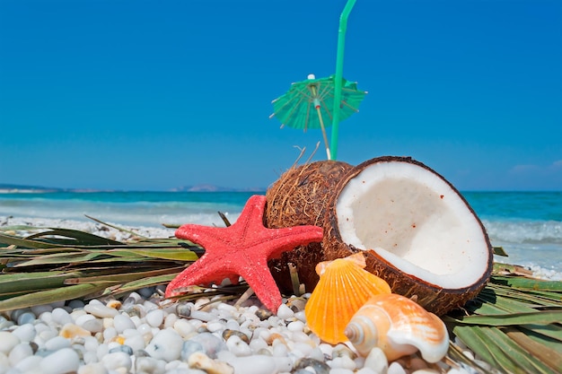 Stelle marine e conchiglie di cocco sulla riva