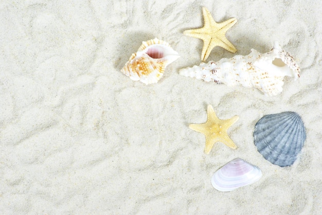 Stelle marine e conchiglie sulla spiaggia di sabbia