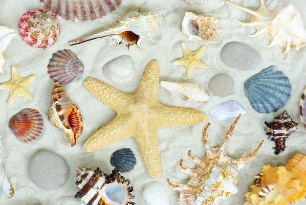 Stelle marine e conchiglie sulla spiaggia, laici piatta