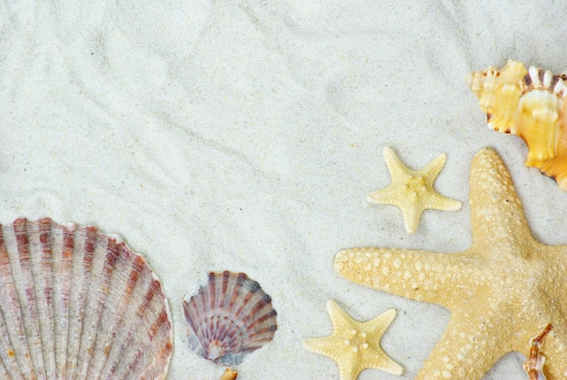 Stelle marine e conchiglie sulla spiaggia