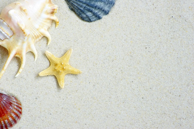 Stelle marine e conchiglie sulla spiaggia