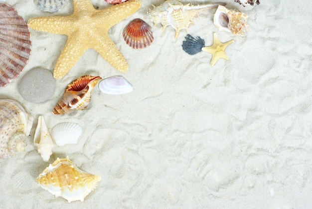 Stelle marine e conchiglie sulla spiaggia