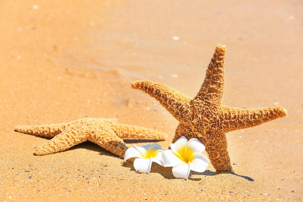 Stelle marine e fiori tropicali in riva al mare Concetto di vacanza