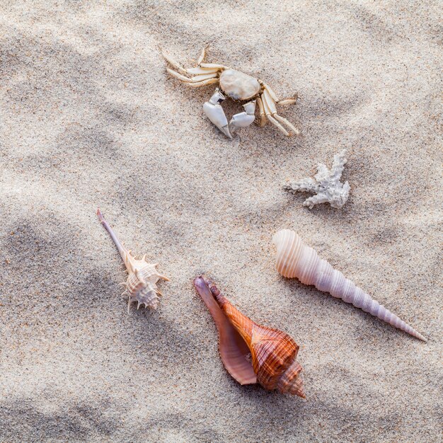 Stelle marine e granchio delle conchiglie sulla sabbia della spiaggia per il concetto della spiaggia e di estate.