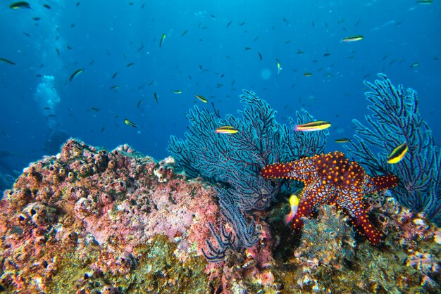 stelle marine in uno sfondo colorato paesaggio subacqueo della barriera corallina