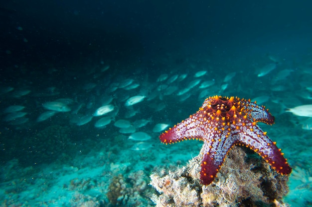 stelle marine in uno sfondo colorato paesaggio subacqueo della barriera corallina