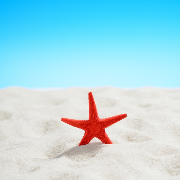 Stelle marine rosse sulla spiaggia di cielo blu